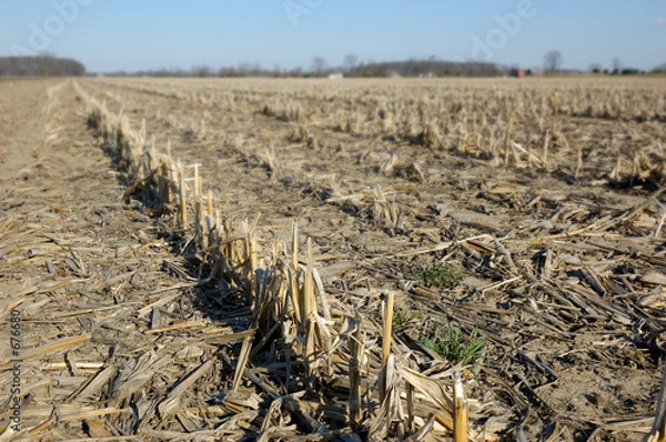 Obraz corn stubble