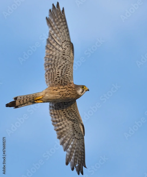 Fototapeta Common Kestrel (Falco tinnunculus) in flight against the sky.
