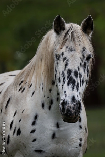 Fototapeta Knabstrupper