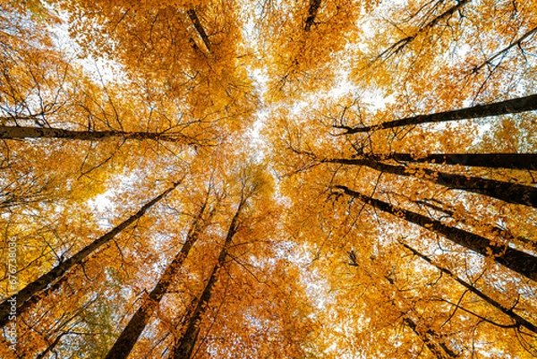Obraz View of autumn trees from the ground. Magnificent view of the yellow forest seen from below.