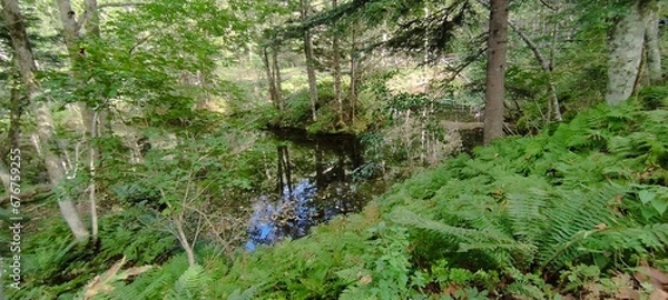 Fototapeta 神の小池