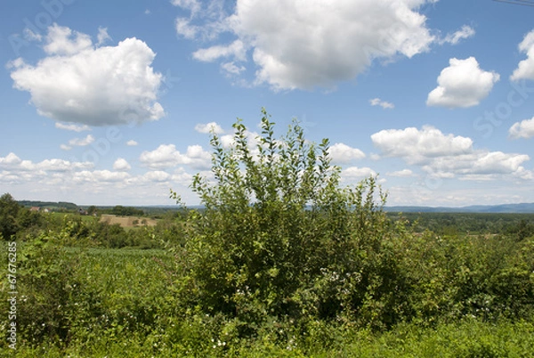 Fototapeta Bush & More