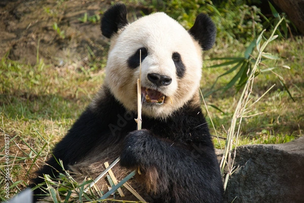 Obraz 上野の動物園のパンダ