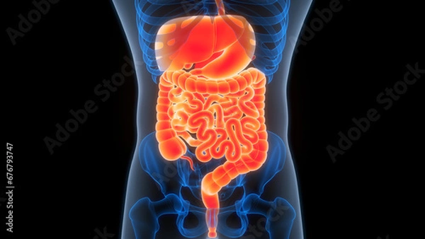 Fototapeta Human Digestive System Anatomy