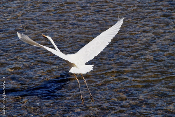 Fototapeta サギの飛ぶ姿　ダイサギ　丹波篠山　篠山川　秋