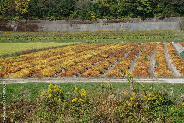 Fototapeta ヤマノイモの畑　丹波篠山特産　11月上旬