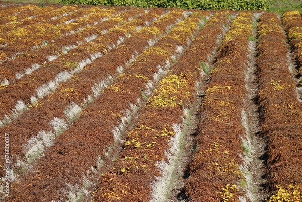 Fototapeta ヤマノイモの畑　丹波篠山特産　11月上旬