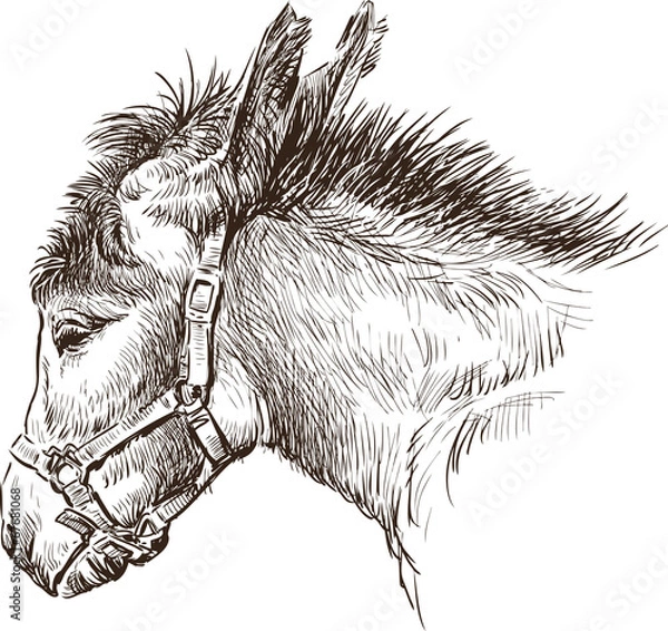 Fototapeta głowa osła