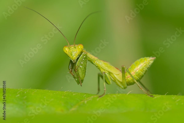 Obraz Olhar do Louva-a-deus