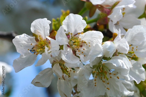 Obraz cherry flower