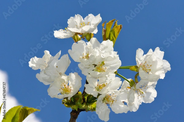 Obraz Cherry flower