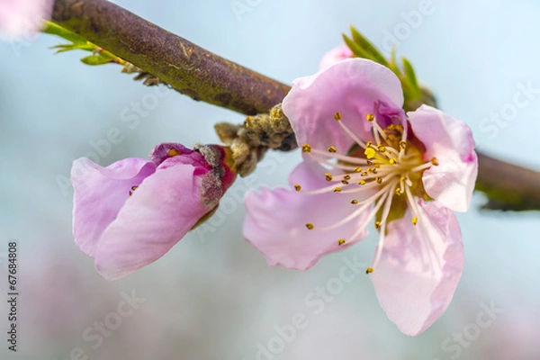Obraz new born peach flower