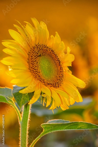 Obraz sunflower at sunset