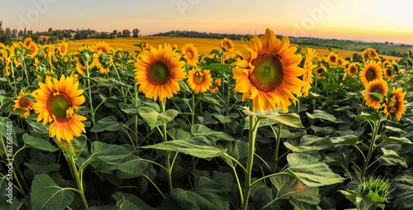 Obraz sunflower