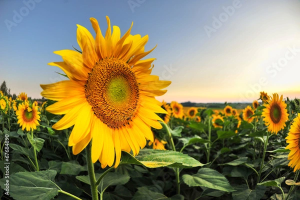Obraz sunflower at sunset