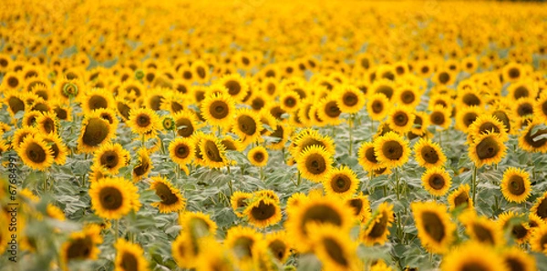 Obraz sunflowers