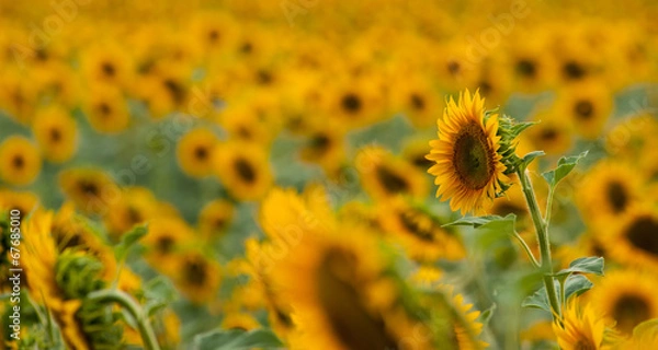 Obraz sunflower