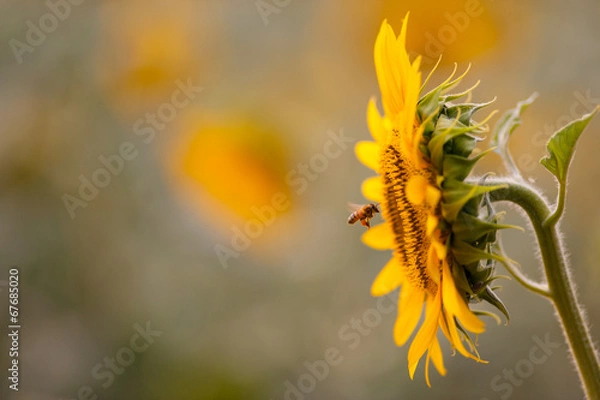 Obraz flying bee and sunflower