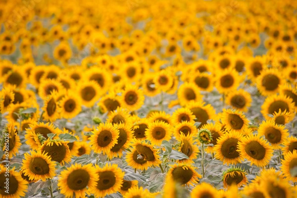 Obraz sunflowers