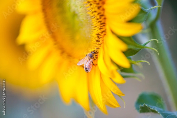 Obraz bee on sunflower