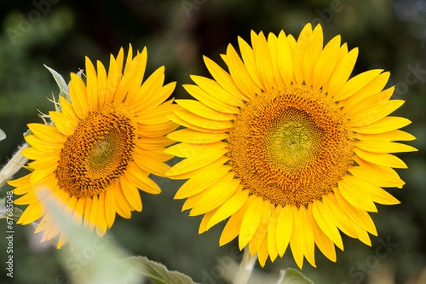 Obraz sunflower