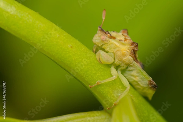 Fototapeta  Percevejo de emboscada Phymatinae
