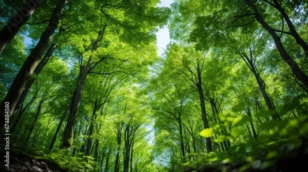 Fototapeta Forest Tree Low Angle View Panoramic Landscape