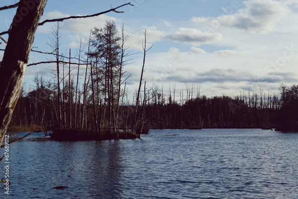 Obraz lake in the forest