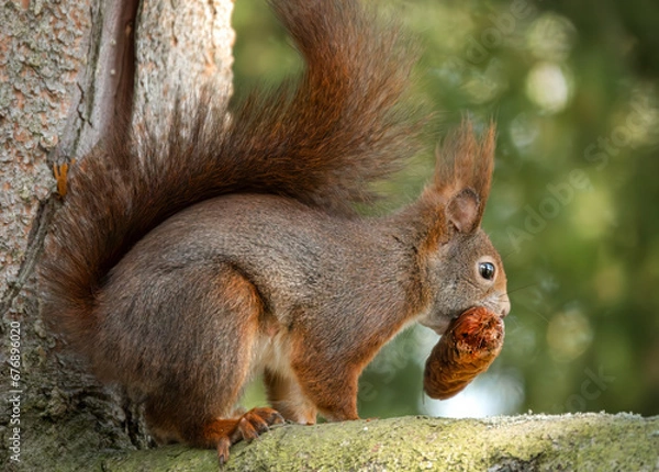 Obraz Eichhörnchen mit einem Tannenzapfen im Maul