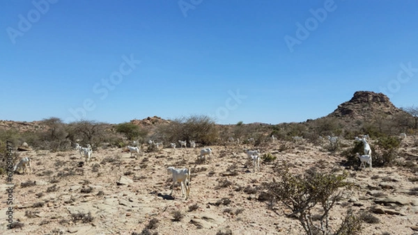 Obraz Laas Geel, Somalia