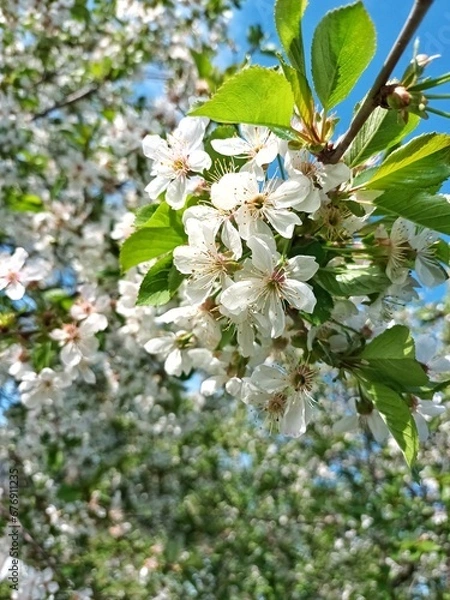 Fototapeta cherry blossom tree