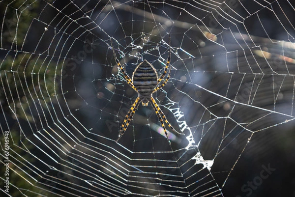 Fototapeta Araña en Menorca