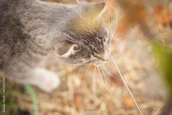 Fototapeta tabby grey cat walking on nature, pet in autumn season, rural scene