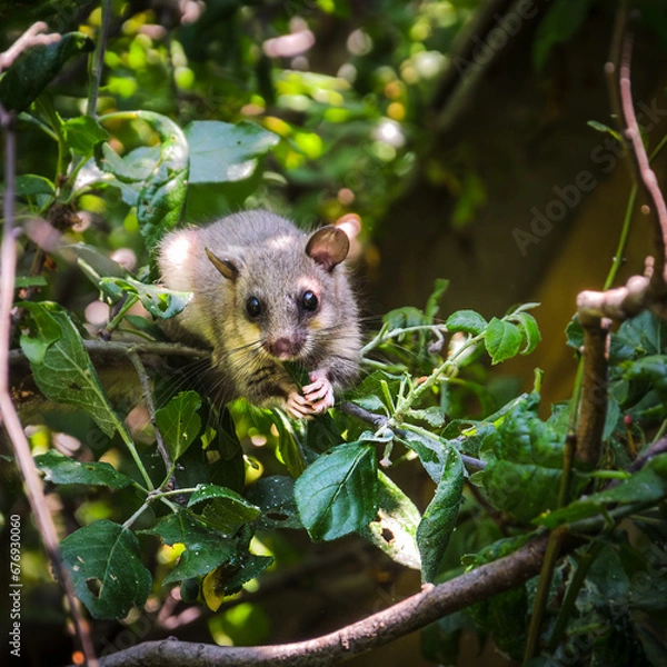 Obraz Fat Dormouse on a plum branch