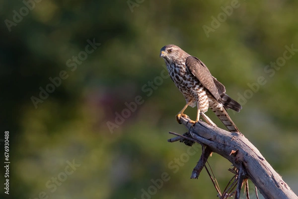 Obraz Levant Sparrowhawk