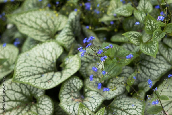 Obraz Largeleaf Brunnera macrophylla Jack Frost (siberian bugloss, great forget-me-not) - green plant with blue flowers in a garden