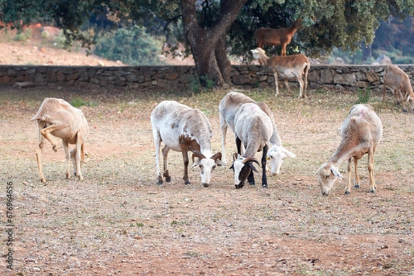 Fototapeta Ovejas comiendo