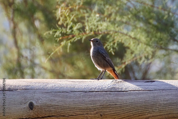 Obraz Colirojo tizón