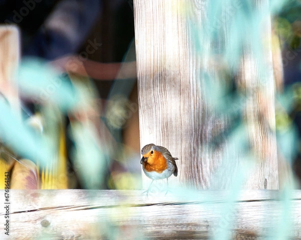 Fototapeta Petirrojo