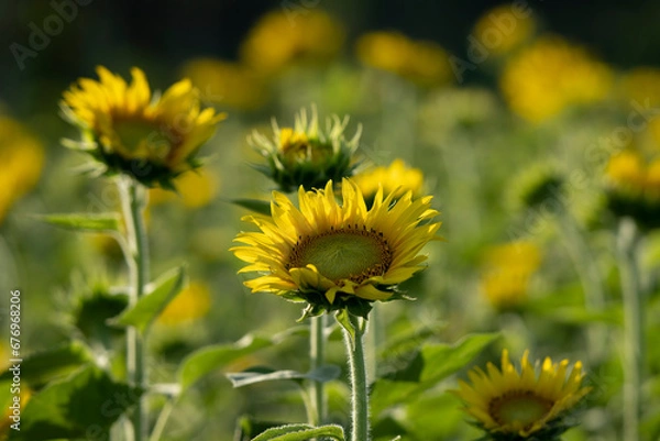 Fototapeta 向日葵、ひまわり、ヒマワリ