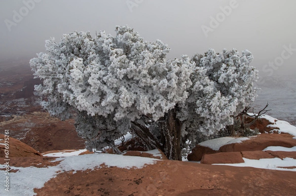 Obraz Frosted cedar on canyon rim