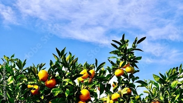 Obraz みかん園の秋の味が実ったみかんの木