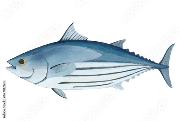 Obraz 鰹のイラスト