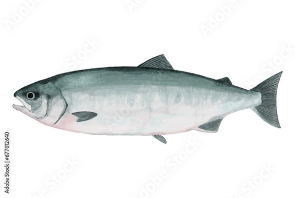 Obraz 鮭のリアルなイラスト（白サケ）