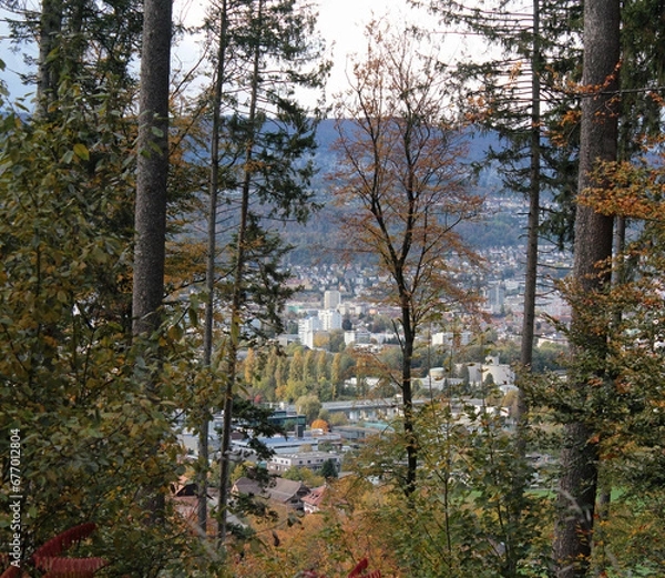 Fototapeta View Through Forest Trees 