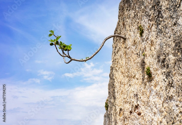 Fototapeta Branch of a fig tree growing through the wall