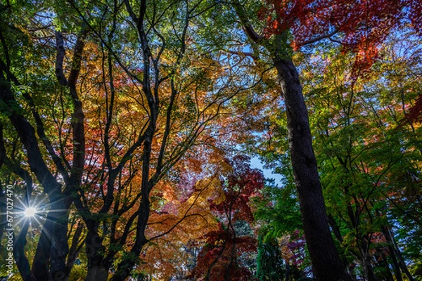 Fototapeta 香雪園の紅葉