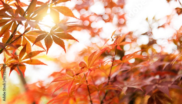 Fototapeta Background of acer palmatum leaves