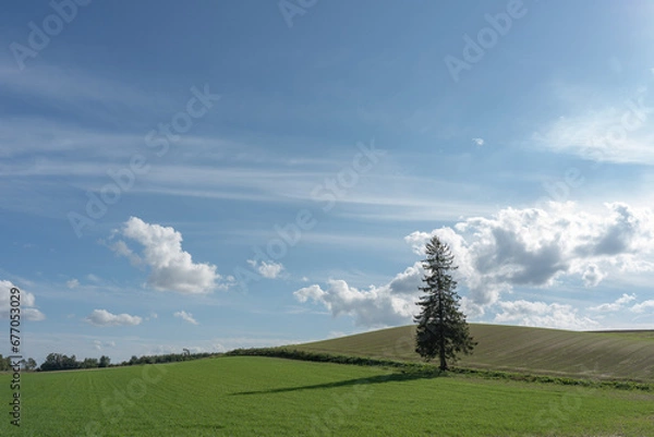 Obraz 北海道の風景