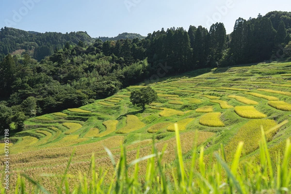 Obraz 日本の棚田